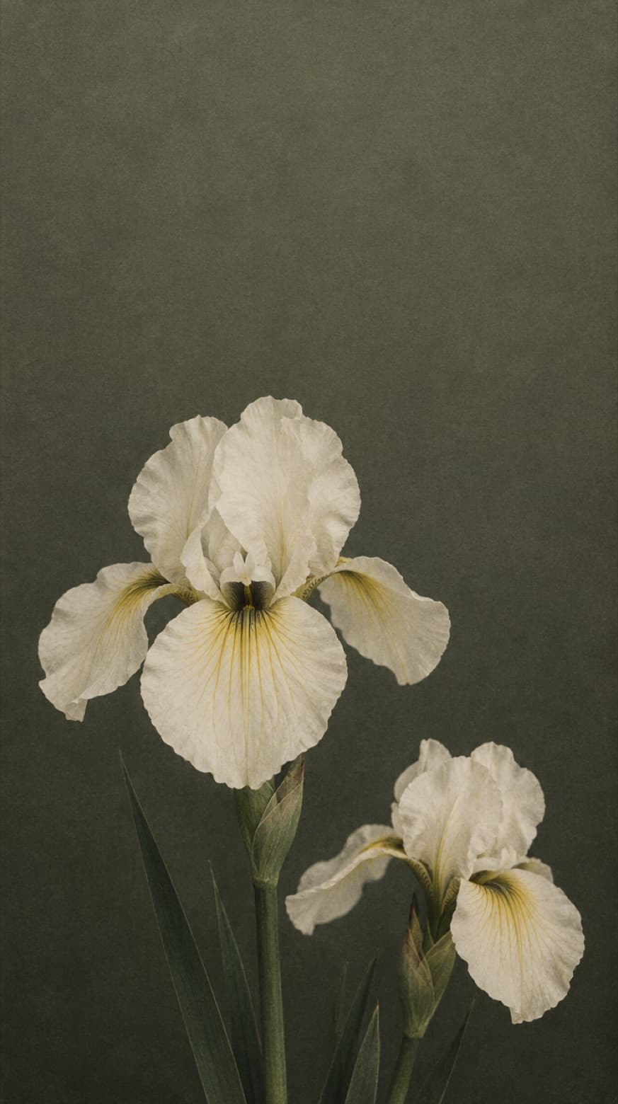 White irises against a grey-green backdrop